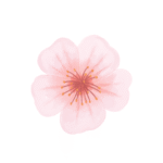 咲(管理人)